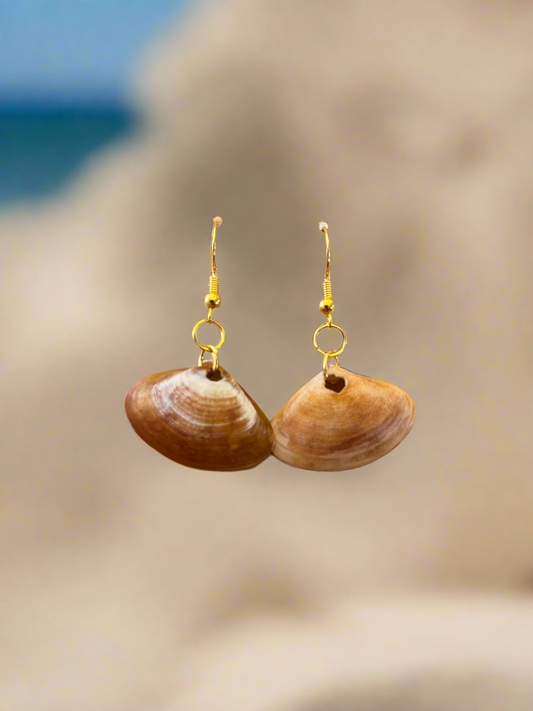 Disc Dosinia Seashell Earrings