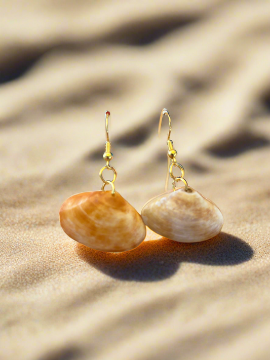 Disc Dosinia Seashell Earrings