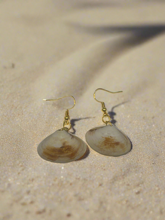 Disc Dosinia Shell Earrings
